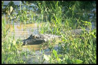 Caiman Crocodilius