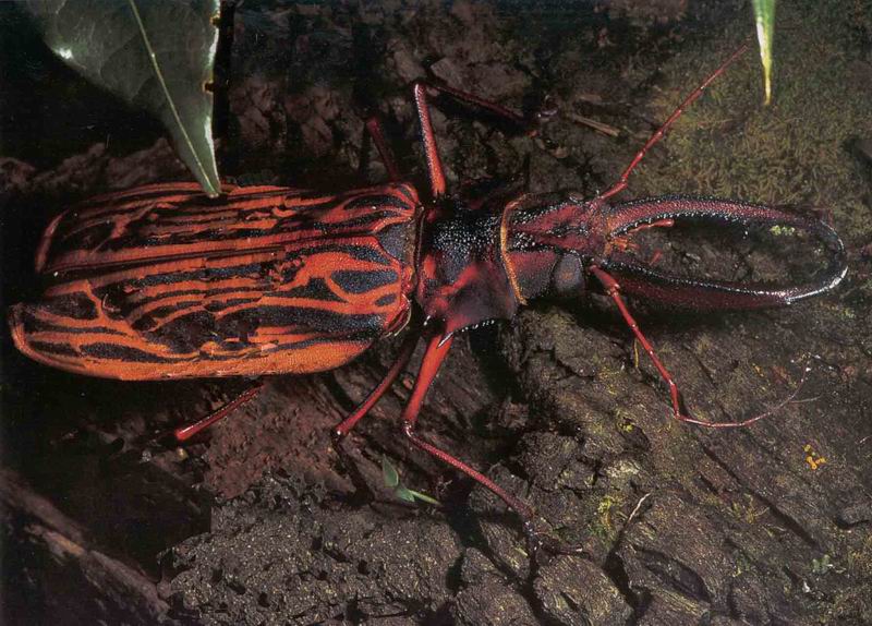 Risultati immagini per macrodontia cervicornis