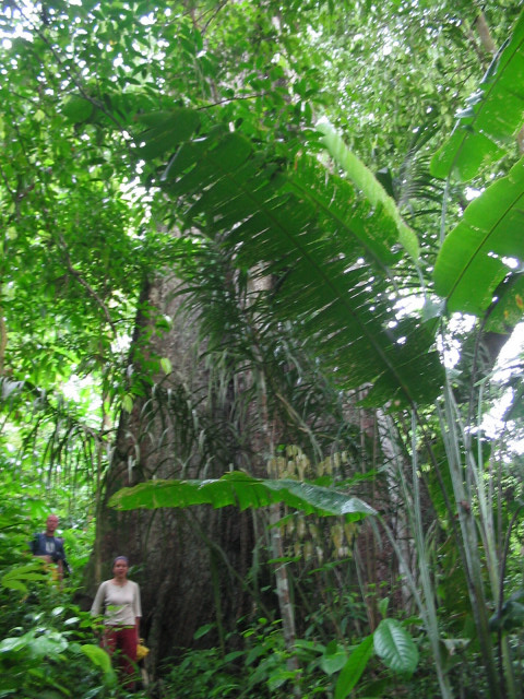 darien rainforest